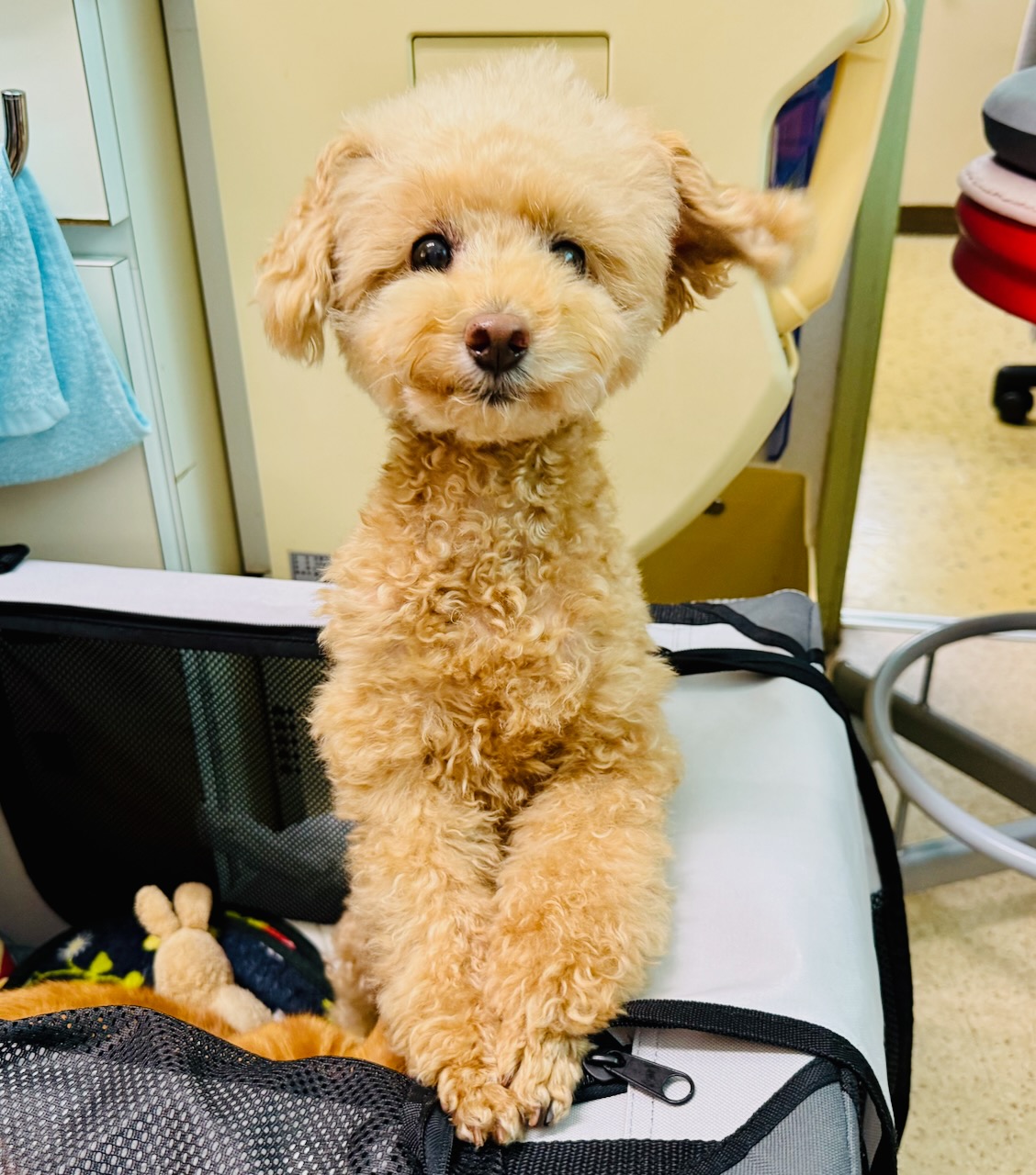 ペットイメージ画像1