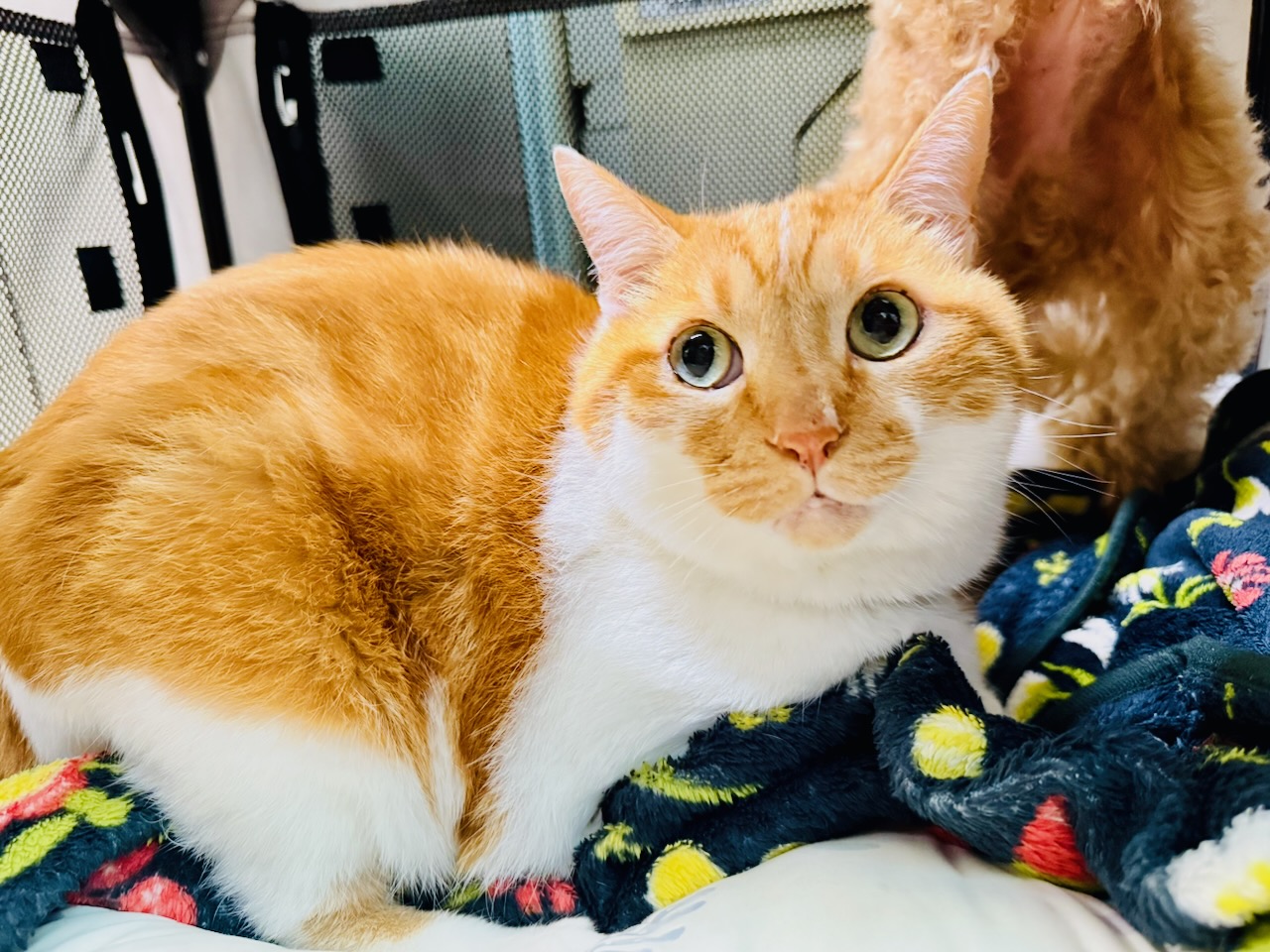 ペットイメージ画像2